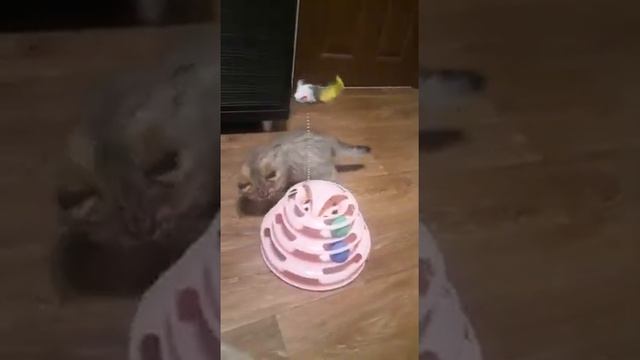 Интеллигентная девочка для чистоплотных родителей!!!!! смотреть онлайн