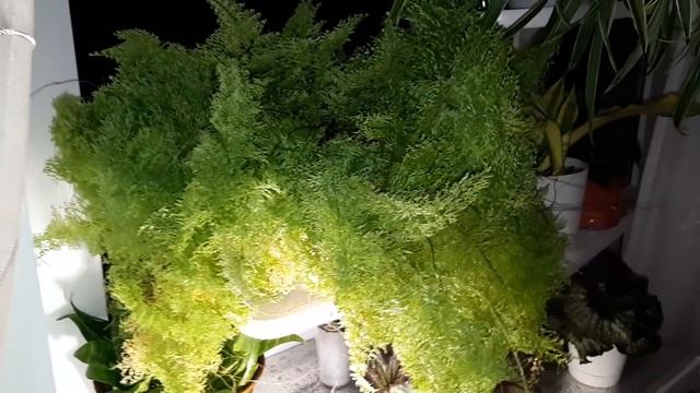 Джунгли в квартире. Обзор северного окна и моя печалька: стойка для цветов на распорках. смотреть онлайн