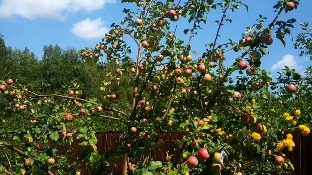 ЯБЛОНЯ *МЕЛЬБА*- душистые и вкусные яблоки смотреть онлайн