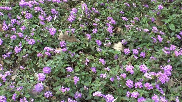 Lantana montevidensis - growing & care Lantana flowers смотреть онлайн