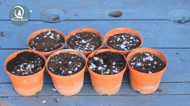 How to grow Velvet Leaf Kalanchoe - Kalanchoe tomentoza смотреть онлайн