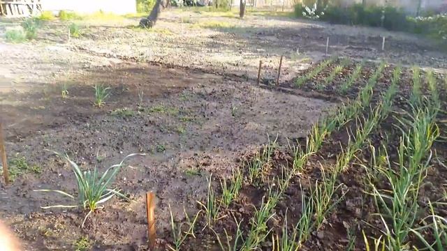 Лучший дождеватель для полива Фрегат АР 3001 смотреть онлайн