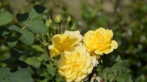 К чему снятся розы - красные, белые, розовые, а может черные во сне? Трактовка сновидения