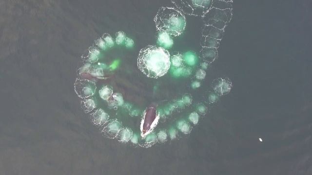 Amazing bubble net feeding смотреть онлайн