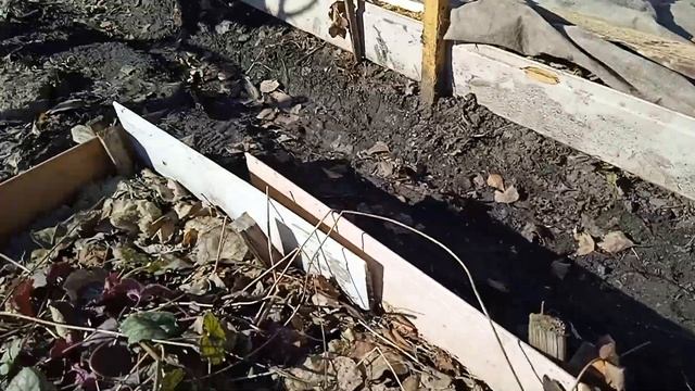 КУСТИКИ БЕЛОЙ КУПАВКИ ГОТОВЫ К ДЕЛЕНИЮ. смотреть онлайн