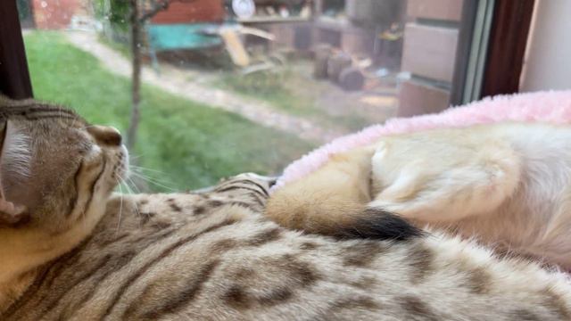 Naomi the cat and Tiffany the fox sleep in an embrace. смотреть онлайн