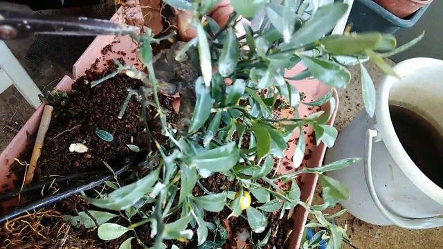 キンズ５号取り木の取り外し_Fortunella hindsii(NO.５)Separation of trees_May2018