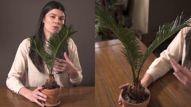 Cycas revoluta (Sago Palm) Houseplant Care — 325 of 365 смотреть онлайн