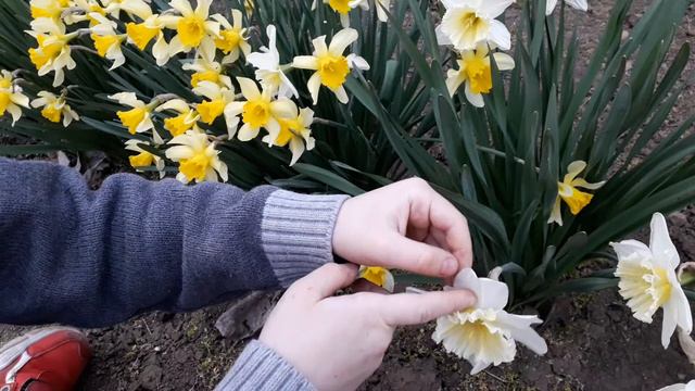 Які нарциси краще пахнуть?🌼Які нарциси гарніші? Нарциси: порівняння🌼жовті і білі сорти нарцисів смотреть онлайн