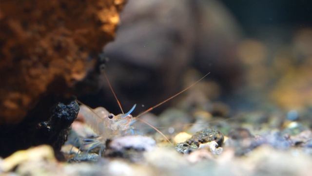 蓝足虾 Caridina caerulea - Blue Leg Poso Shrimp смотреть онлайн