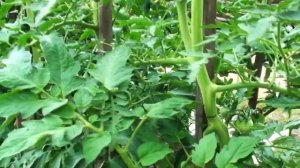 Томат Фламенко отличный сорт для цельноплодного консервирования