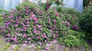 Роза Cardinal De Richelieu