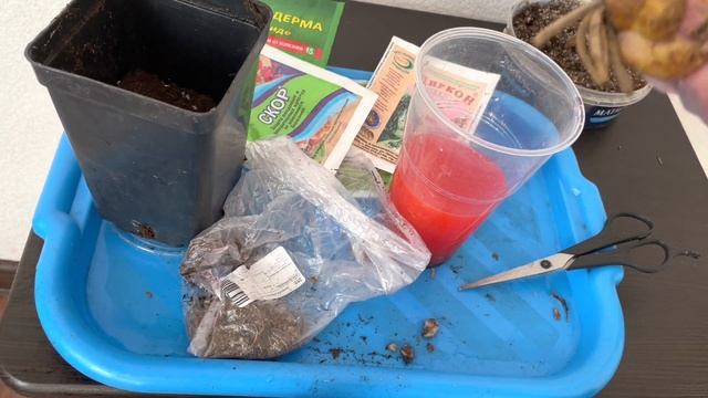 Что делать с лилиями, которые рано проснулись смотреть онлайн