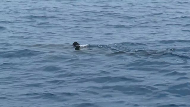 Basking Shark Cetorhinus maximus, golfe du Lion, 12 mai 2018 смотреть онлайн