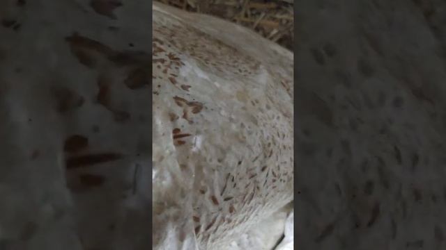 мицелий перерос смотреть онлайн