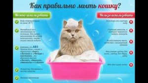 Как помыть кота без стресса