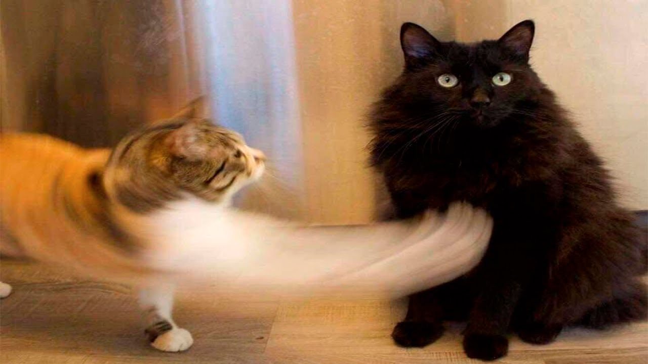 Я РЖАЛ ЦЕЛЫЙ ЧАС?ПОДБОРКА СМЕШНЫХ КОТОВ И СОБАК ДЛЯ ХОРОШЕГО НАСТРОЕНИЯ? #19 смотреть онлайн