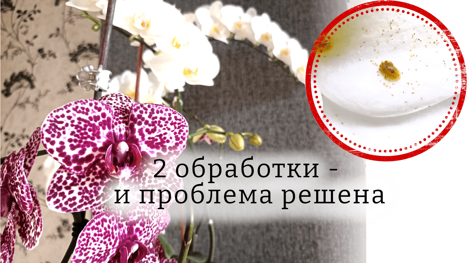ЩИТОВКА на орхидеях: простой и эффективный способ борьбы. ПРОВЕРЕНО (с ) Как избавиться от щитовки смотреть онлайн
