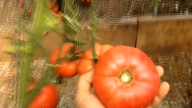 Секреты высадки рассады томатов. Как добиться 100% приживаемости смотреть онлайн