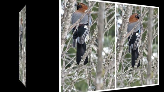 Таёжные птички - синички, пухляки, поползни, сойки смотреть онлайн