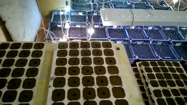 Выращивание рассады ранней капусты в домашних условиях. Посев в касеты по 40 шт. Изначально в доме. смотреть онлайн