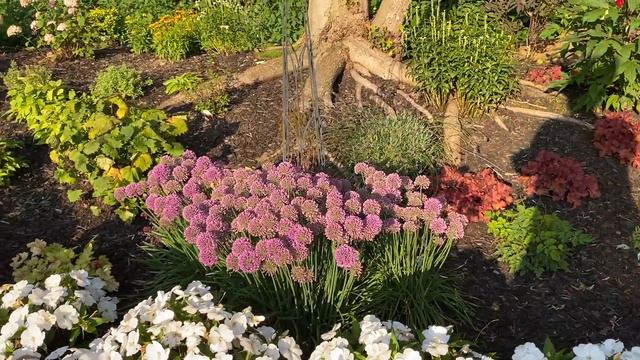 Allium Serendipity смотреть онлайн