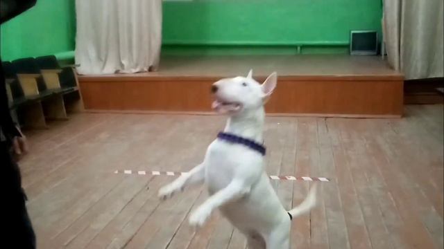 Весёлый бультерьер //Ева и шарик 😂 смотреть онлайн