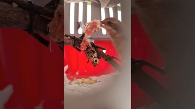 Жулан сорокопут без хвоста завтракает смотреть онлайн