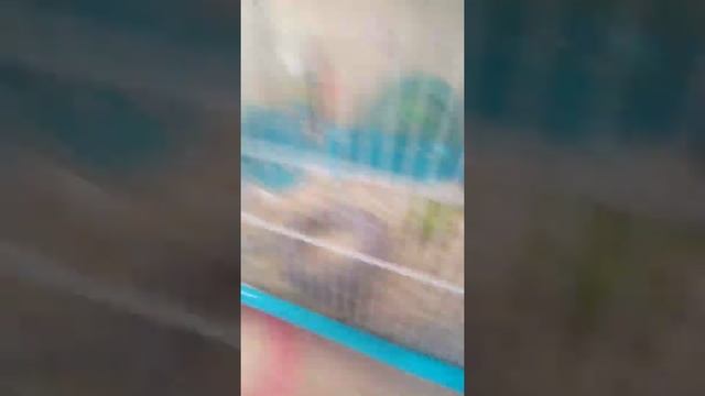 Стих про моих животных. смотреть онлайн