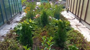 Туи Смарагд. Важная обрезка молодого саженца.