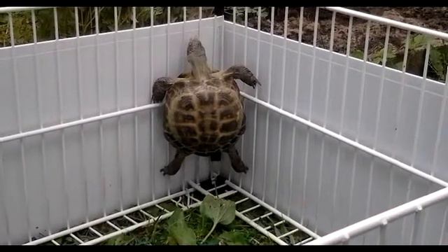 Черепаха занимается фитнесом. смотреть онлайн