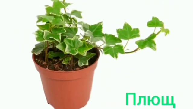 Заняття з ознайомлення з природою "Кімнатні рослини" для дітей старшого дошкільного віку. смотреть онлайн
