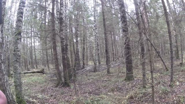 Охота с Русскими гончими на зайца 24 10 20 смотреть онлайн