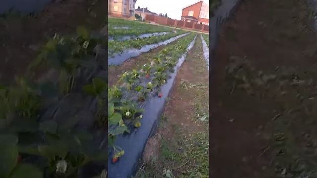 Построил рассадник для саженцев клубники. смотреть онлайн