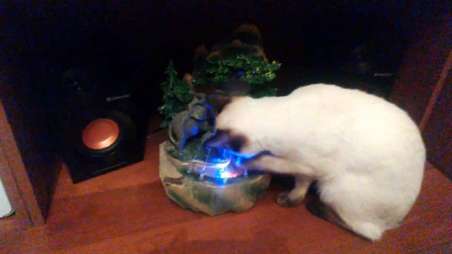 Тайская кошка Арлетт Бун Ми-любительница водички) смотреть онлайн