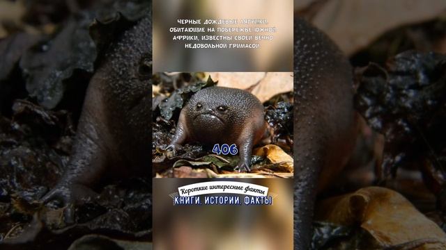 ЧЕМ ИЗВЕСТНЫ ЧЁРНЫЕ ДОЖДЕВЫЕ ЛЯГУШКИ? — КОРОТКИЕ ИНТЕРЕСНЫЕ ФАКТЫ #406 смотреть онлайн