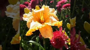 Лилейник Spacecoast Starburst Спеакост Старбаст