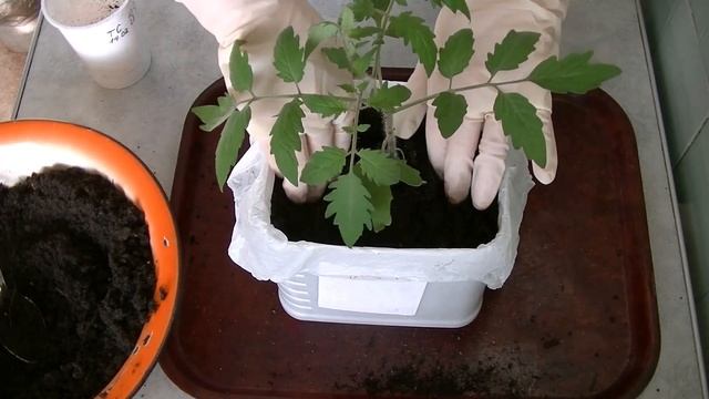 Объем грунта для рассады томатов. Зависимость будущего урожая от объема рассадной тары. смотреть онлайн