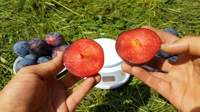 Слива Бербанк Гигант/ Самый крупный сорт смотреть онлайн