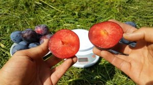 Слива Бербанк Гигант/ Самый крупный сорт