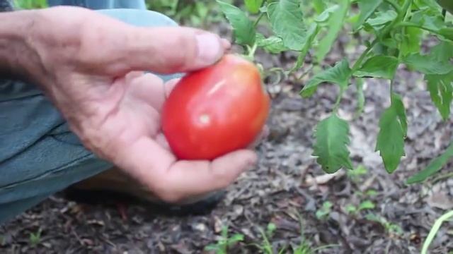 Tomato Horn Worms - Tomato Pests смотреть онлайн
