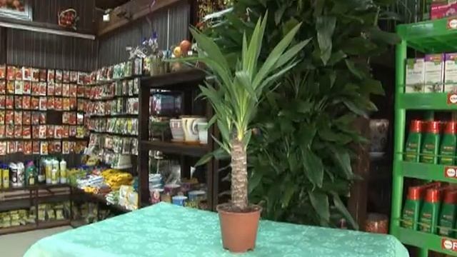 Садовые истории (выпуск №2) смотреть онлайн