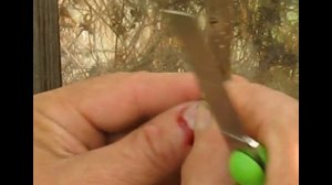 Хурма .Садовая хирургия . Прививка в августе.