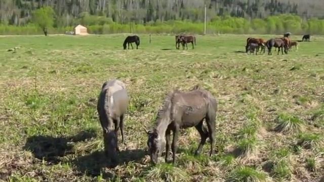Свободные кони Алтая ? смотреть онлайн
