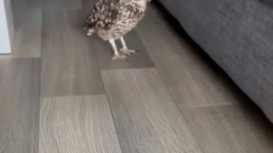 Домашняя сова