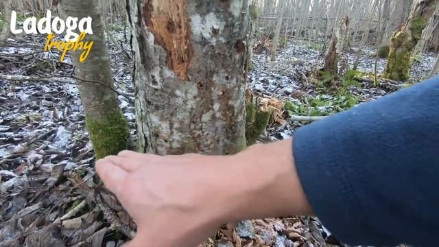 Бензопила и топор: как точить, пилить и рубить смотреть онлайн