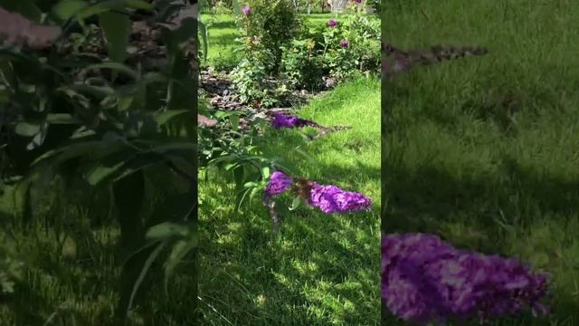 Буддлея Давида Иль де Франс смотреть онлайн
