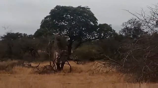 Национальный парк Крюгера смотреть онлайн