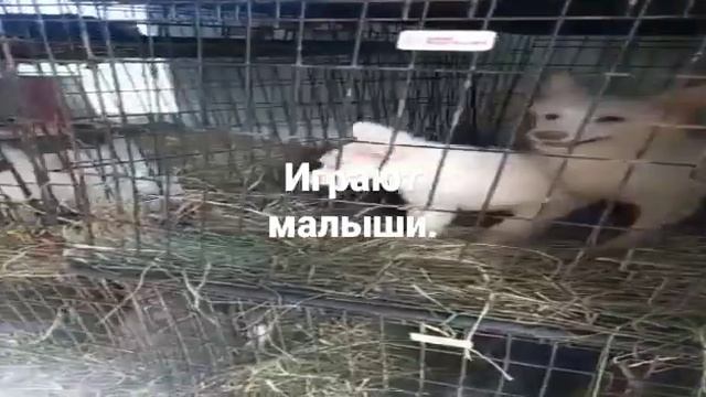 красивые собачки ждут своих хозяев. смотреть онлайн