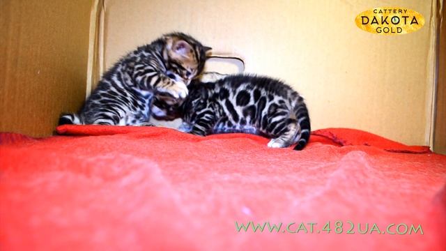 Будни питомника бенгальской кошки Dakota Gold бенгальские котята растут и развиваются 38 день смотреть онлайн